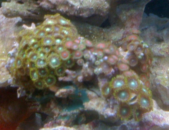 corals inverts - zoanthus sp. - colony polyp stocking in 55 gallons tank - litle zoos