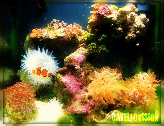 corals inverts - condylactis gigantea - condy anemone stocking in 8 gallons tank - 8 gallon classic!