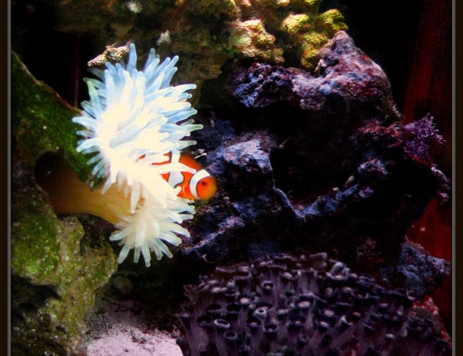 corals inverts - condylactis gigantea - condy anemone stocking in 8 gallons tank - just a good side photo of my 8 gallon bio-cube!