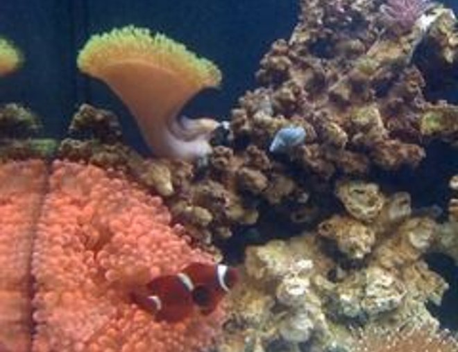 corals inverts stocking in 24 gallons tank - some of my jbj nano 24gal