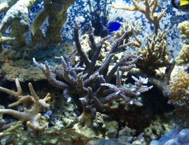 corals inverts - seriatopora hystrix - birdsnest coral stocking in 75 gallons tank - corals