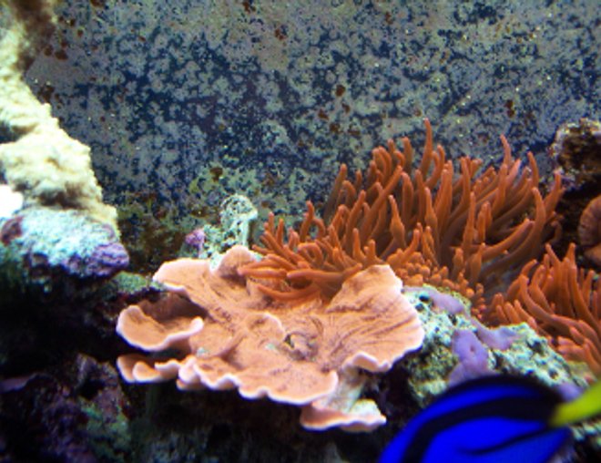 corals inverts - montipora capricornis - montipora capricornis, orange stocking in 150 gallons tank - Orange Monti & 2 Rose Bubble Tip Anemone