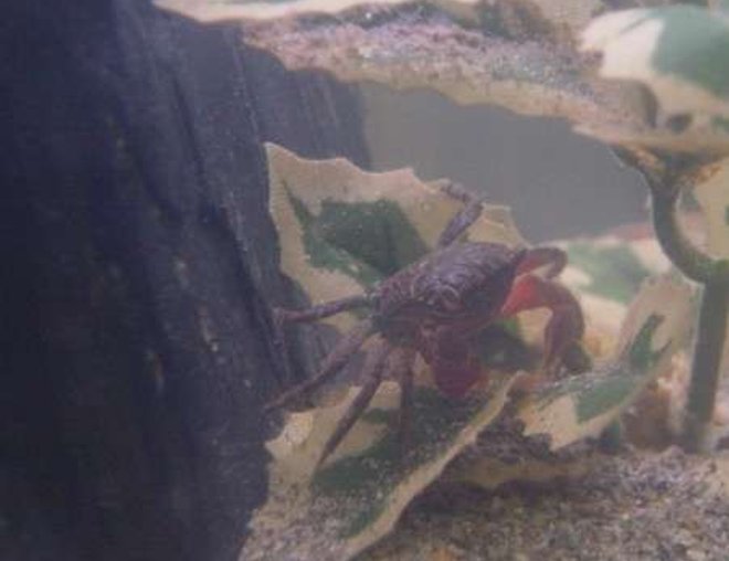 corals inverts stocking in 90 gallons tank - Tyson our drug King Pin.