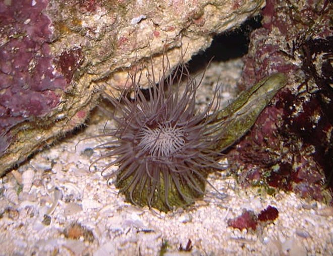 corals inverts - cerianthus membranacea - tube anemone stocking in 32 gallons tank - Tube Anemone