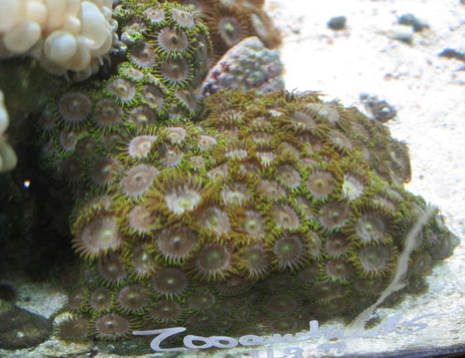 corals inverts - zoanthus sp. - colony polyp stocking in 10 gallons tank - Zoa at LFS