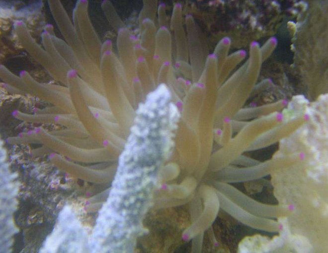 corals inverts - condylactis sp. - haitian reef anemone stocking in 55 gallons tank - my anemone