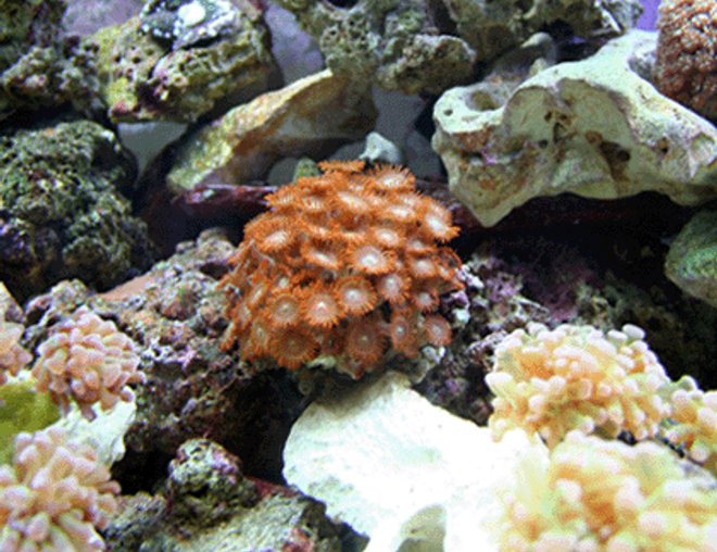 corals inverts - zoanthus sp. - colony polyp stocking in 55 gallons tank - Coral