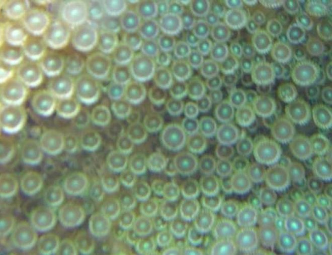 corals inverts - zoanthus sp. - colony polyp stocking in 29 gallons tank - zooanthids