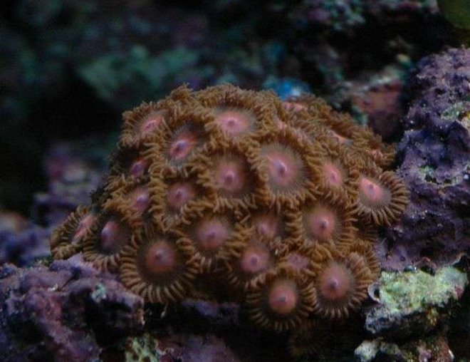 corals inverts - zoanthus sp. - colony polyp stocking in 50 gallons tank - Zoos