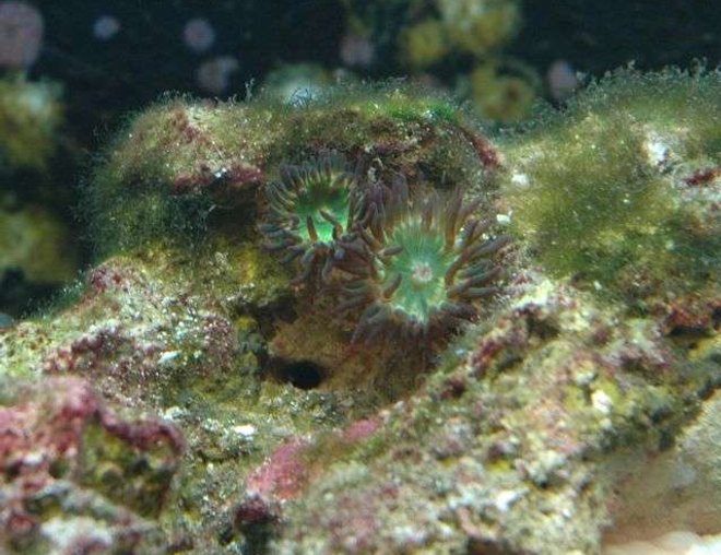 corals inverts - pest anemones stocking in 50 gallons tank - Pest anemones from my other tank