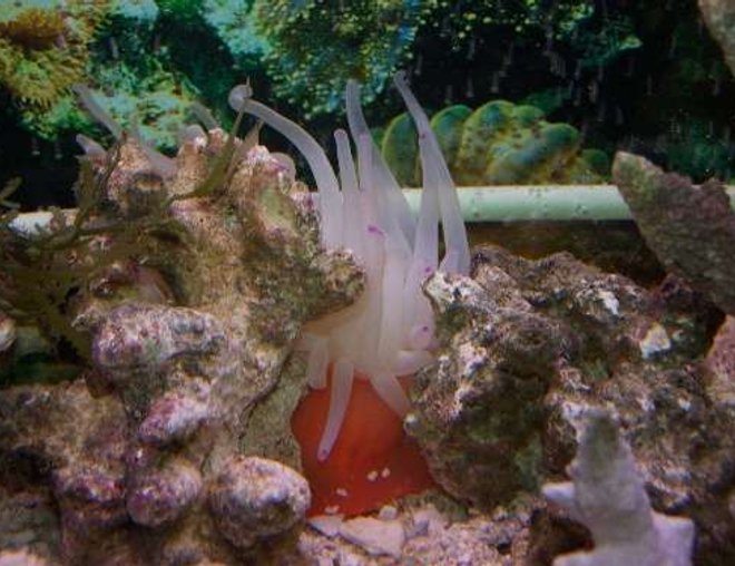 corals inverts - condylactis gigantea - condy anemone stocking in 55 gallons tank - The anenome.