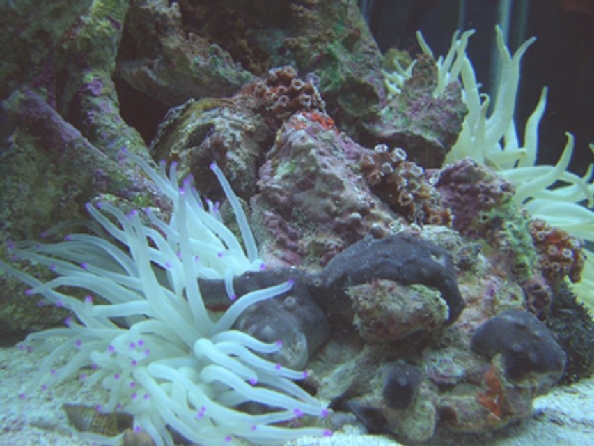 Rated #366: Corals Inverts - Condylactis Gigantea - Condy Anemone - I''ve been doing salt water tanks for about 15 years.. After a 5 year hiatus due to moving, I have started my new tank.. it's a 90 gallon hex with high output flouresent lighting, undergravel and wet/dry filtration., and protien skimmer.Currently the tank has Florida gulf aquacultured liverock, turbo snails, small hermit crabs, a small black sea cucumber, and 3 peppermint shrimp. I'm building the reef slowly to ensure it's stable and I intend to add a few small reef fish and corals as time goes by.