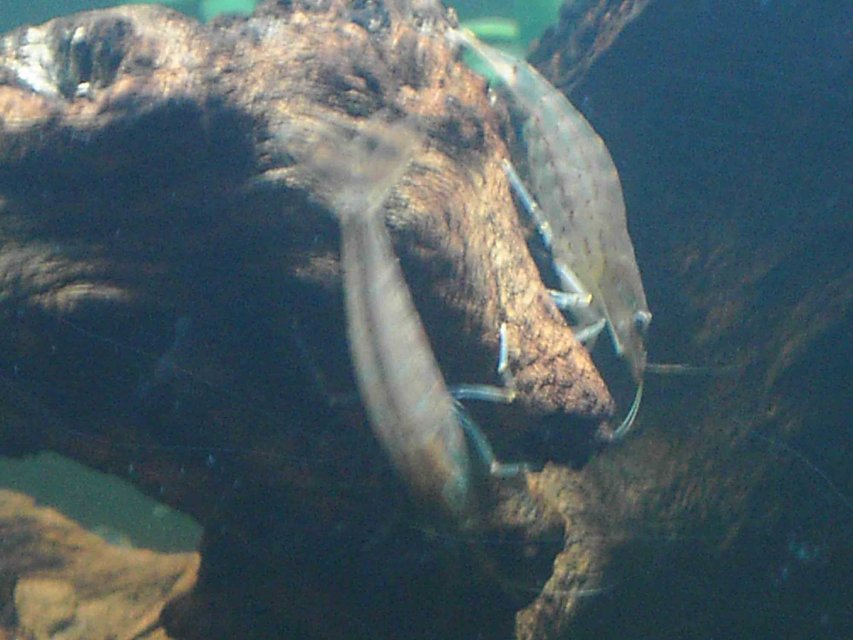 Rated #477: Corals Inverts - Caridina Japonica - Japonica Amano Shrimp Stocking In 10 Gallons Tank - Two of my Japonica shrimp feeding off the bogwood.