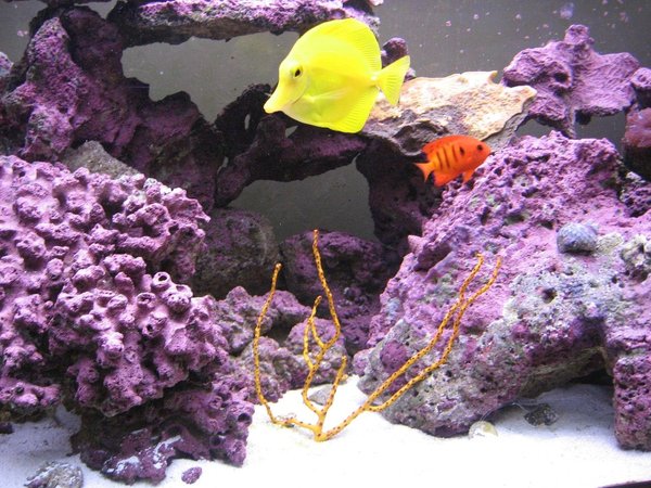 corals inverts - diodogorgia nodulifera - yellow finger gorgonian stocking in 125 gallons tank - Sea Fan, Yellow Tang, and Flame Angel