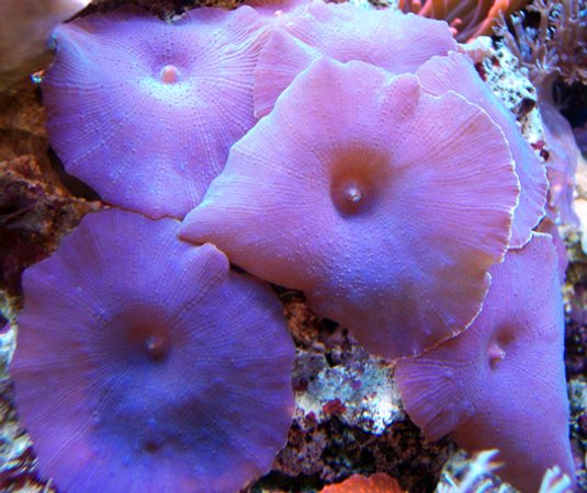 corals inverts - actinodiscus sp. - spotted mushroom stocking in 150 gallons tank - Purple Shrooms