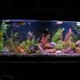 55 gallons freshwater fish tank (mostly fish and non-living decorations) - its a 55 galoon freshwater. barbs, tetras, zebras,scat,bala shark, red-finned shark, plecos, rope fish, eel, cradad, crab, snails, cat fih, angels, groumies,betta, clown loach, monos...etc fake plants