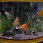 35 gallons freshwater fish tank (mostly fish and non-living decorations) - everthing looks bigger in a bowfront tank...
