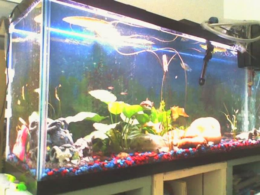 Rated #4158: 55 Gallons Freshwater Fish Tank - An unfinished setup