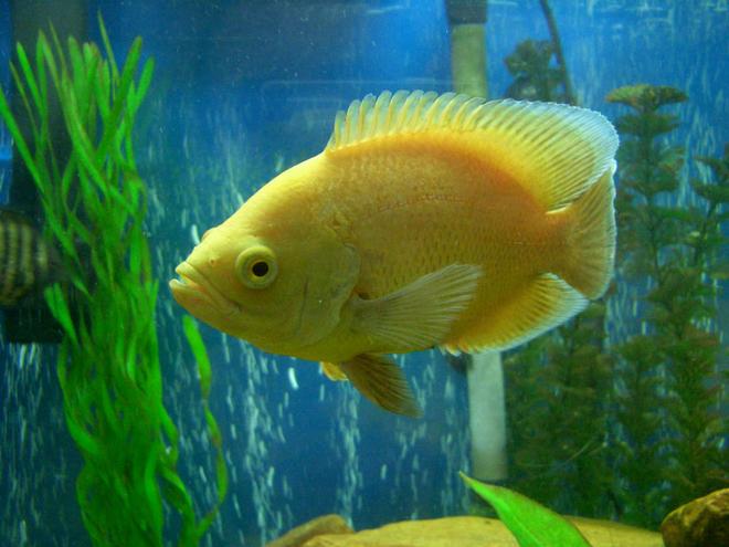 freshwater fish - astronotus ocellatus - albino oscar stocking in 75 gallons tank - smaller albino oscar