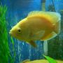 freshwater fish - astronotus ocellatus - albino oscar stocking in 75 gallons tank - smaller albino oscar