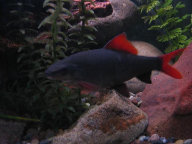 freshwater fish - epalzeorhynchos frenatus - rainbow shark stocking in 55 gallons tank - red fin shark