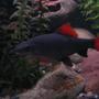 freshwater fish - epalzeorhynchos frenatus - rainbow shark stocking in 55 gallons tank - red fin shark