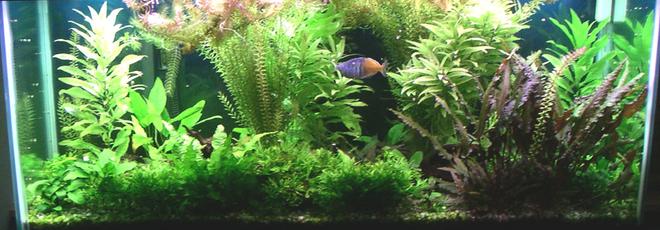 75 gallons planted tank (mostly live plants and fish) - My 75G Tank.
Been running for about 2 years now.
The plants need trimming monthly or they'll grow right out the top of the tank!