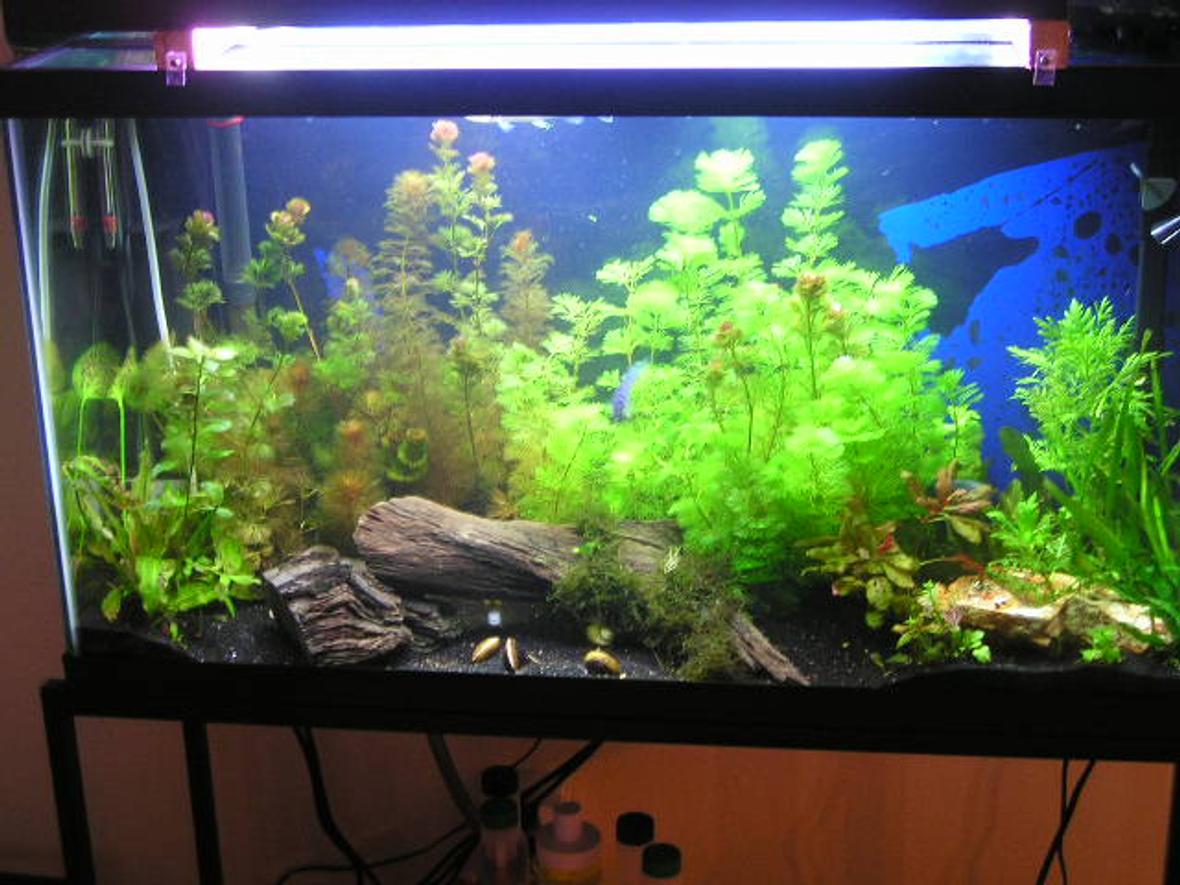 38 gallons planted tank (mostly live plants and fish) - only about a month old 36x18 38g filters include: a penguin 100 bio-wheel, a hydor itpf 4, and a whisper 10 power filter. i have a red sea turbo co2 bio system my heater is a visi therm deluxe my lights are coralife lunar aqualights FISH: 1 opline gourami, 4 various african ciclids, featherfin knife fish, pleco, a baby silver gar, african dwarf frog PLANTS: Cabomba caroliniana,Alternanthera reineckii "roseafolia,Cardamine,Hornwort,Ludwigia arcuata,Hydrocotyle sibthorpioides,Cryptocoryne wendtii ,Pygmy Chain Sword,Golden Moneywort,Bacopa monnieri ,Echinodorus quadricostatus,Rotala rotundifolia