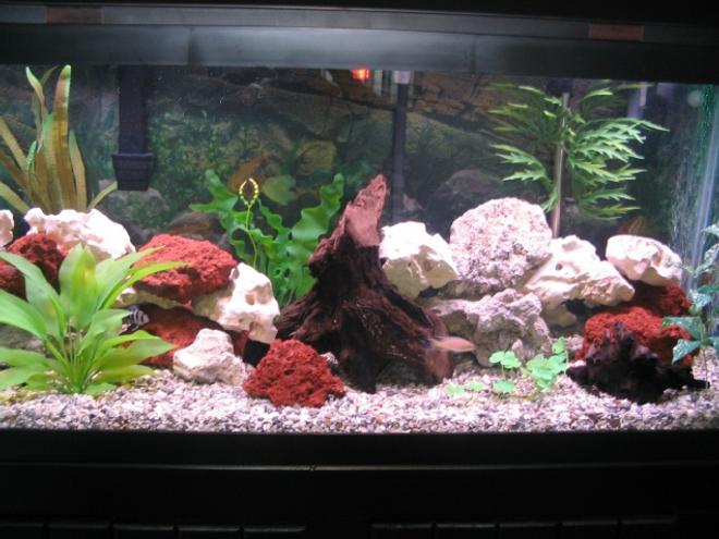 75 gallons freshwater fish tank (mostly fish and non-living decorations) - 75 gal african cichlid tank
