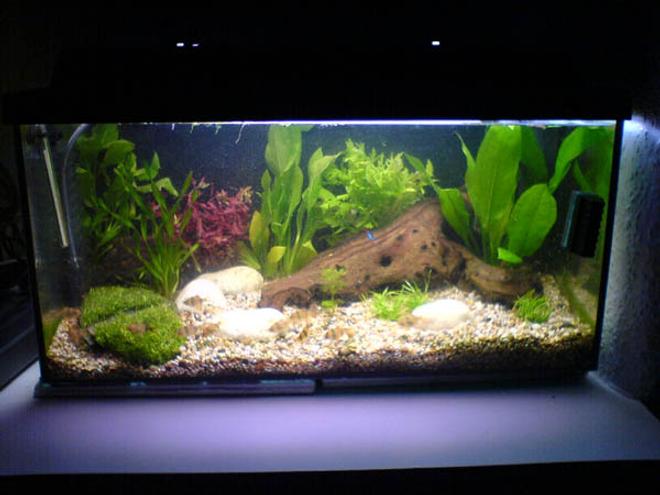 25 gallons freshwater fish tank (mostly fish and non-living decorations) - my smaller tnak