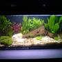25 gallons freshwater fish tank (mostly fish and non-living decorations) - my smaller tnak