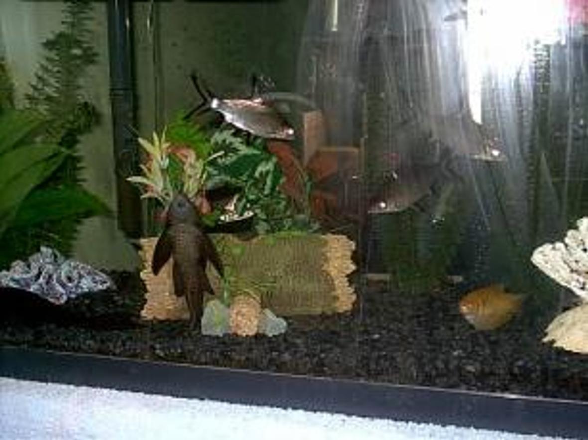 60 gallons freshwater fish tank (mostly fish and non-living decorations) - GIT"R"DONE