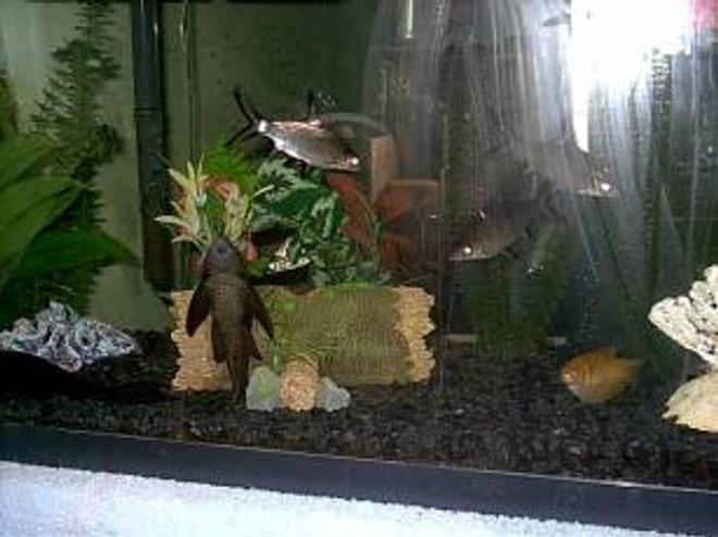 60 gallons freshwater fish tank (mostly fish and non-living decorations) - GIT"R"DONE