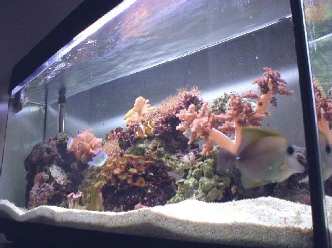 27 gallons reef tank (mostly live coral and fish) - 26 gallon reef tank, soft corals, scopas tang chromis, a perculas and a damsel.
running a small in tank fuge
