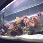 27 gallons reef tank (mostly live coral and fish) - 26 gallon reef tank, soft corals, scopas tang chromis, a perculas and a damsel. running a small in tank fuge