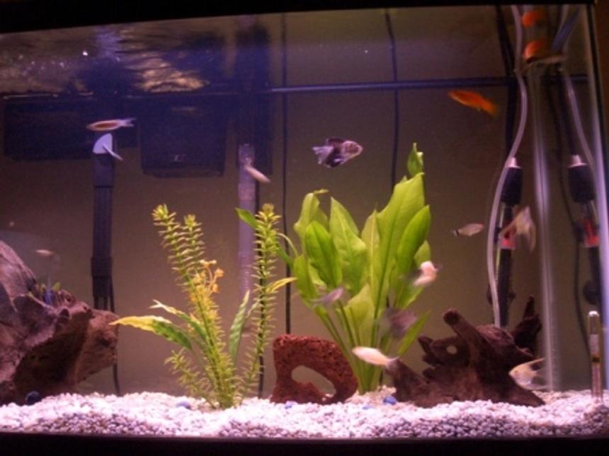 Rated #3419: 29 Gallons Freshwater Fish Tank - 2 month old tank
6/17/05