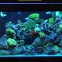 62 gallons reef tank (mostly live coral and fish) - 62 gal 36x20x20 40 gal sump reef tank. SPS. LPS, 1x250 PFO ballast with Sun aquatics 20K. with T-5 Actinic's for supplement lighting, kalk reactor all lighting on a different digital timers, topp off with RO/DI, neon wrasse, algae blenny, 2 HI fin gobies, flame angel, 5 green chromis, scopas tang, 2 pajama cardinals, blue linkia starfish, orange brittle star, srtiped brittlestar, assorted turbo's ,cerith''s snails lots, 3 cleaner's, 2 x peppermints green candy cane, yellow candy cane, frogspawn, hammer, star polyops, green bubble coral, gaint feather duster ,normal feather duster's, red chilli sponge, 3 crocea clams, 1 squamosa, branching provona, orange sun corals, green cap, pink cap, plate leather , green hydropona, branching leather.
