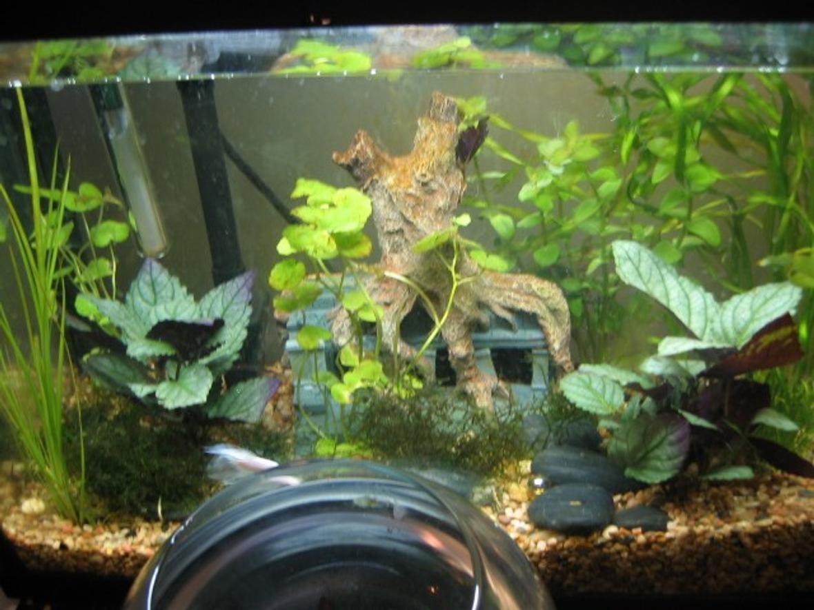12 gallons freshwater fish tank (mostly fish and non-living decorations) - 12g Eclipse with Mr. Nibs, the betta, and Hidey & Bungie, the flatulent dojo loaches, and Bouncey the ADF.