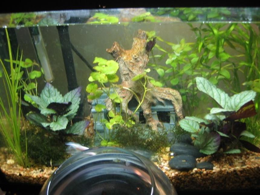 Rated #3521: 12 Gallons Freshwater Fish Tank - 12g Eclipse with Mr. Nibs, the betta, and Hidey & Bungie, the flatulent dojo loaches, and Bouncey the ADF.