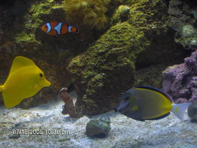 saltwater fish - zebrasoma flavescens - yellow tang - hawaii stocking in 72 gallons tank - yello tang. powder brown tang clownfish