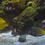 saltwater fish - zebrasoma flavescens - yellow tang - hawaii stocking in 72 gallons tank - yello tang. powder brown tang clownfish