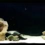 150 gallons freshwater fish tank (mostly fish and non-living decorations) - My Mixed Malawi tank!
