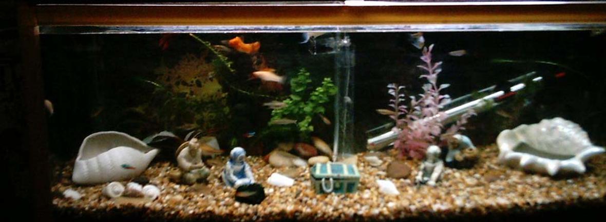 25 gallons freshwater fish tank (mostly fish and non-living decorations) - im new to this but i would like to customise it as much as possible but still make it unique spacious and bright