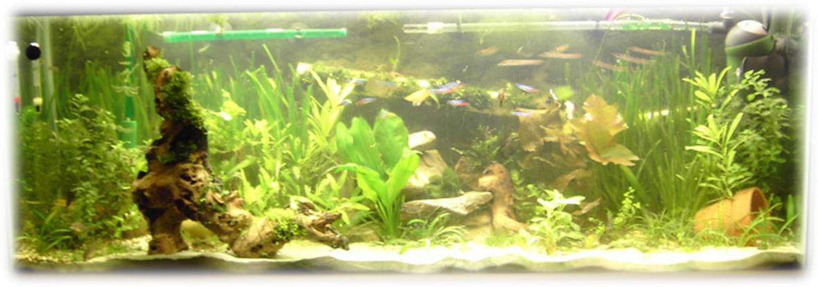 45 gallons planted tank (mostly live plants and fish) - My tank