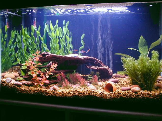 29 gallons freshwater fish tank (mostly fish and non-living decorations) - 29 gal; Eheim Ecco 2231filter; working on a freshwater Amazon tank
