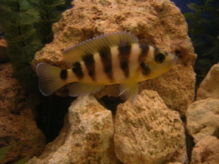 Rated #1431: Freshwater Fish - Lamprologus Tretacephaleus - Tretocephalus Cichlid Stocking In 100 Gallons Tank - Neolamprologus tretocephalus