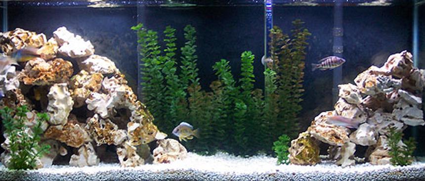 Rated #801: 55 Gallons Freshwater Fish Tank - my cichlid tank