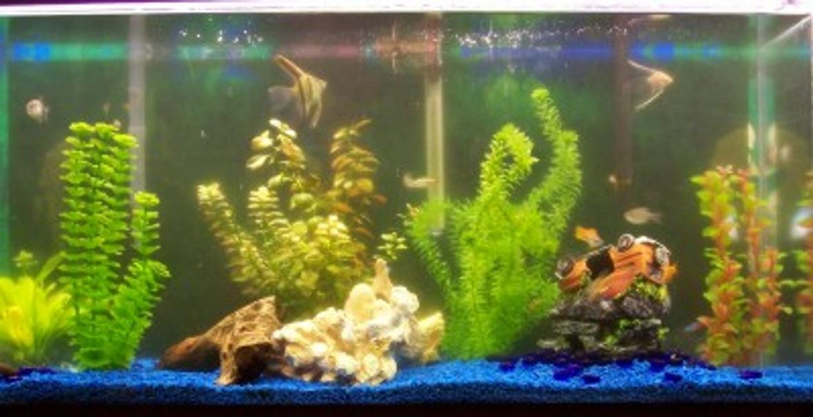 38 gallons freshwater fish tank (mostly fish and non-living decorations) - My 38 gal tank with 24 fish and a couple of plants some fake tell me what you think.