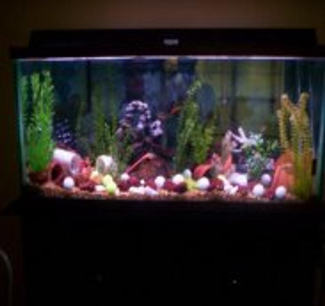75 gallons freshwater fish tank (mostly fish and non-living decorations) - My 75 Gallon