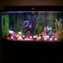 75 gallons freshwater fish tank (mostly fish and non-living decorations) - My 75 Gallon